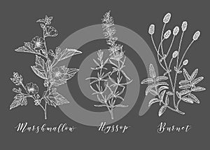 Vector medicinal herbs.