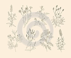 Vector medicinal herbs.