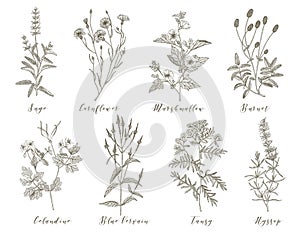 Vector medicinal herbs.