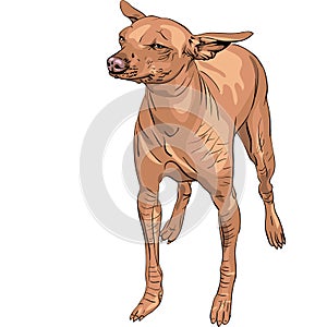 vector Mexican Hairless Dog Xoloitzcuintle breed