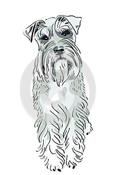 Vector Miniature Schnauzer dog