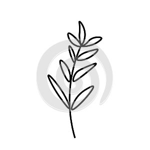 Vector minimalist plant leaf with a black line.One autumn simple hand drawn illustration