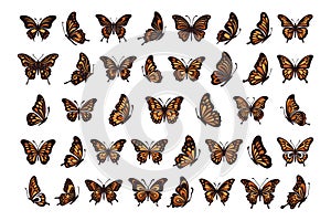 Vector monarch butterfly black and orange silhouette set cutout insect wing wing animal summer spring nature moth