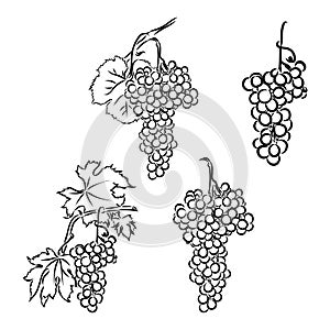 Vector monochrome illustration of grapes logo. Many similarities to the author's profile