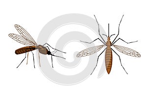 Vector Mosquito close up and top side view isolated on white background. Realistic tropical fever zika virus transmitter