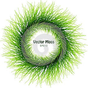 Vector Moss Wreath - Round Isolated Herbal Grass Frame