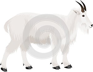 Vector mountain goat illustration in Mount Evans Wilderness Colorado