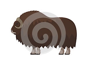 Vector muskox with thick fur