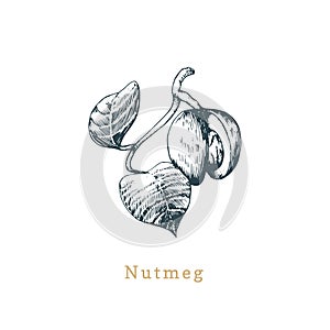 Vector nutmeg sketch. Drawn spice herb. Botanical illustration of organic, eco plant. Used for farm sticker, shop label.