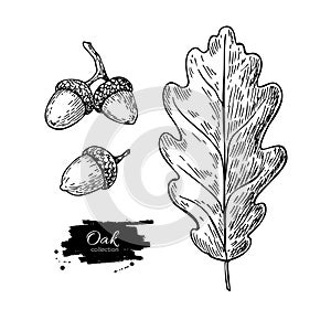 Vector oak leaf and acorn drawing set. Autumn elements.