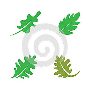 vector oak leaf logo template