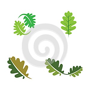 vector oak leaf logo template