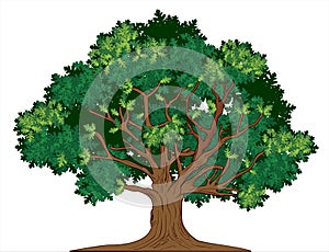 Vector oak tree