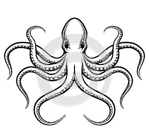 Vector octopus illustration