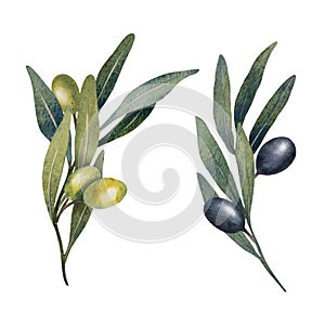 Vector olive tree leaves, branch, watercolor green and black olives fruit isolated on white background. Hand painted