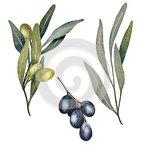 Vector olive tree leaves, branch, watercolor green and black olives fruit isolated on white background. Hand painted