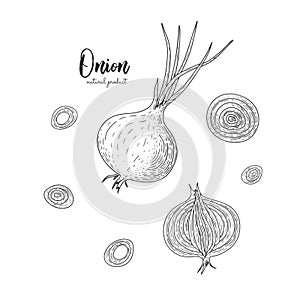 Vector onion hand drawn illustration in the style of engraving. Detailed vegetarian food drawing. Farm market product