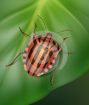 Striped shield bug photo