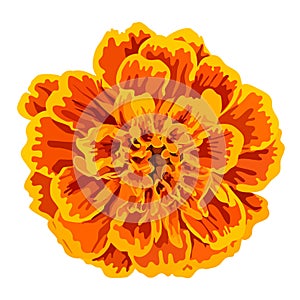 Vector orange marigold flower