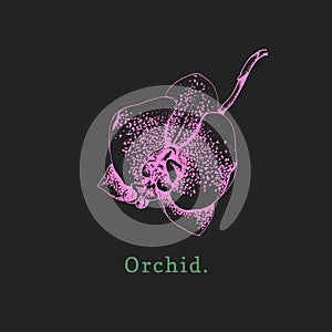 Vector orchid illustration on black background. Hand drawn tropical flower.Poster with exotic plant.
