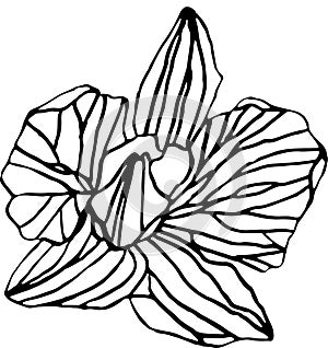 Vector Orhid Flower illustration on white background