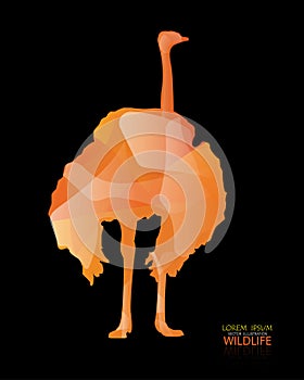 Vector of ostrich, African Wildlife .