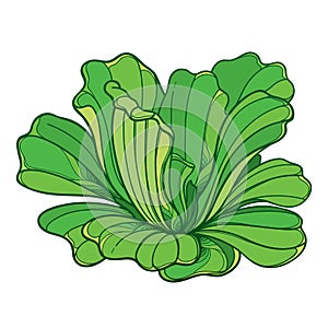 Vector outline aquatic tropical plant Pistia or water lettuce rosette in green isolated on white background. Aquarium water plant.