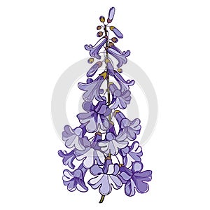Vector outline blooming Paulownia tomentosa or princesstree or kiri flower bunch with bud in pastel purple isolated on white.