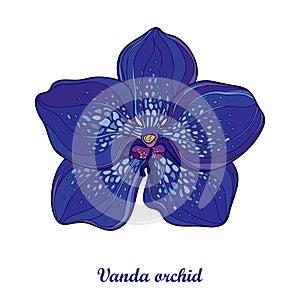 Vector outline blue Vanda orchid flower isolated on white background. Epiphyte tropical flower. Exotic ornate Vanda in contour.