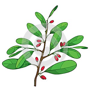 Vector outline branch of Cocaine plant or Erythroxylum coca with ornate green leaf and red fruit isolated on white background.