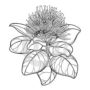 Vector outline branch of Metrosideros or pohutukawa or Christmas tree flower bunch and leaves in black isolated on white.