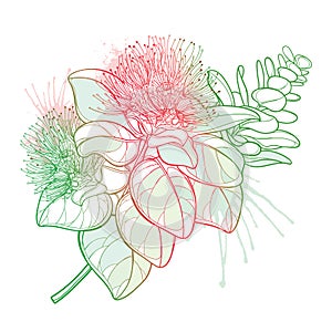 Vector outline branch of Metrosideros or pohutukawa or Christmas tree with red flower and pastel leaves isolated on white.