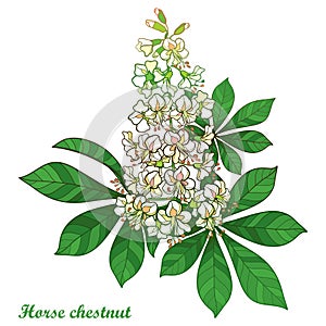 Vector outline Buckeye or Horse chestnut or Aesculus flower bunch in pastel white with ornate green leaf isolated on white.
