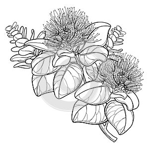 Vector outline bunch of tropical Metrosideros or pohutukawa or Christmas tree flower in black isolated on white background.