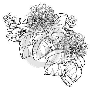 Vector outline bunch of tropical Metrosideros or pohutukawa or Christmas tree flower in black isolated on white background. photo