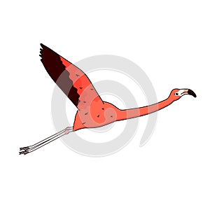 Vector outline cartoon cute  pink peach flamingo isolated on white background. Doodle animal spreads its wings and flies