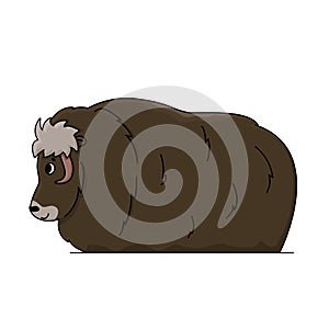 Vector outline cartoon isolated hand drawn Muskox illustration on white background. Side view of a Muskox animal standing, doodle