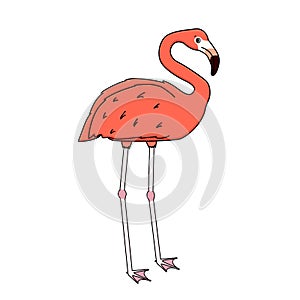 Vector outline cartoon pink peach flamingo isolated on white background. Doodle cute animal stands on two legs, side view