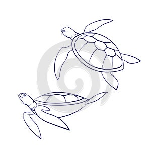 Vector outline cartoon sea turtles. Graphic underwater animal illustration isolated on white background for coloring book