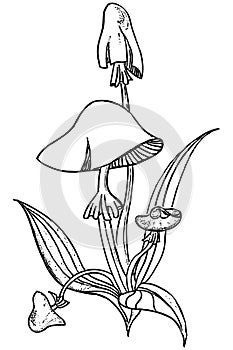 Vector outline drawing of decorative poisonous mushrooms