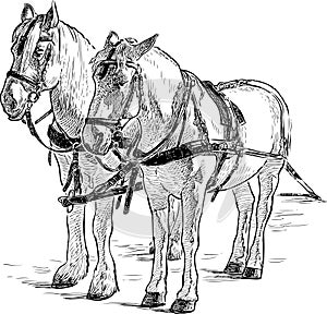 Vector outline drawing of pair white harnessed horses