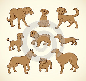 Vector outline drawing. Purebred dogs and mongrels