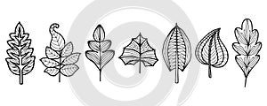 Vector outline drawing of set abstract decorative trees leaves, design elements for backgrounds