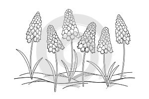 Vector outline early spring Muscari or grape hyacinth flower and leaves in black isolated on white background.