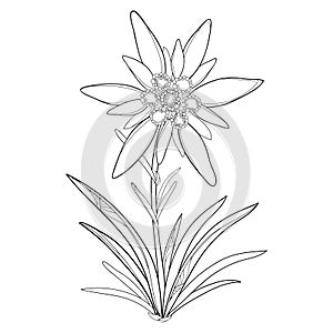 Vector outline Edelweiss or Leontopodium alpinum. Flower and leaves isolated on white background. Symbol of Alp Mountains.