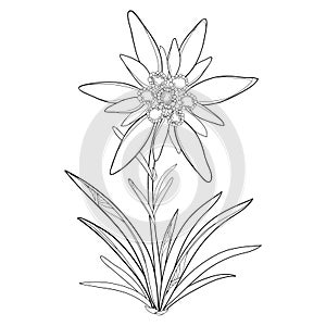 Vector outline Edelweiss or Leontopodium alpinum. Flower and leaves isolated on white background. Symbol of Alp Mountains. photo