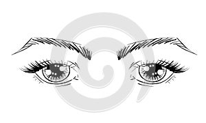 Vector outline eyes with brows, eye lashes and eye shadows