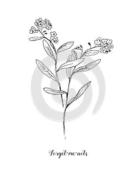 Vector outline Forget me not or Myosotis flower, bud, leaves and bunch in black isolated on white background. Wild plant photo