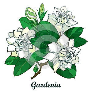 Vector outline Gardenia flower bouquet, bud and ornate green leaves isolated on white background. Branch with tropical flowers.