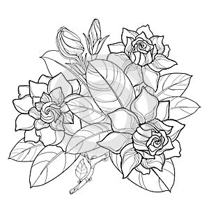 Vector outline Gardenia flower bunch, bud and ornate leaves in black isolated on white background. Bouquet with tropical flowers.